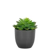 BOLIGINTERIØR SUKULENT KUNSTIG PLANTE 15 CM|Boliginteriør Best