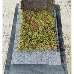 SEDUMPLUS SEDUMMÅTTE|GrowTek Online