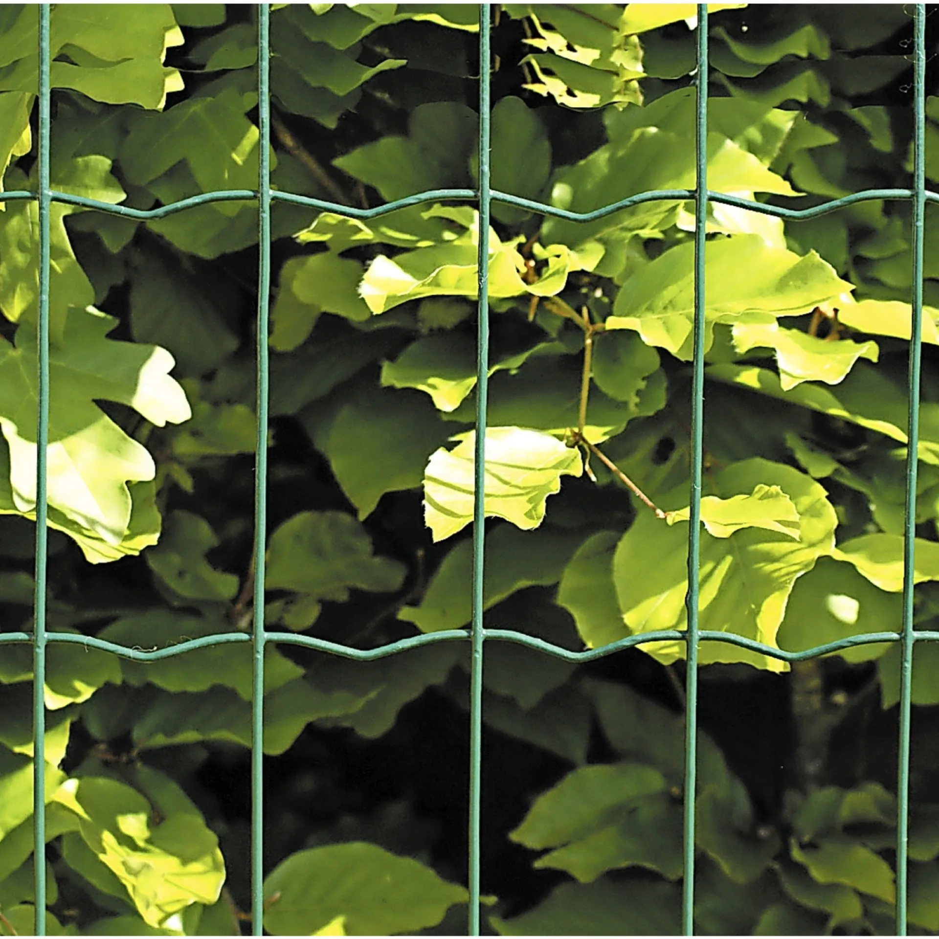 HEGN GRØN PLASTBELAGT 0.60 X 25 M|Hortus New