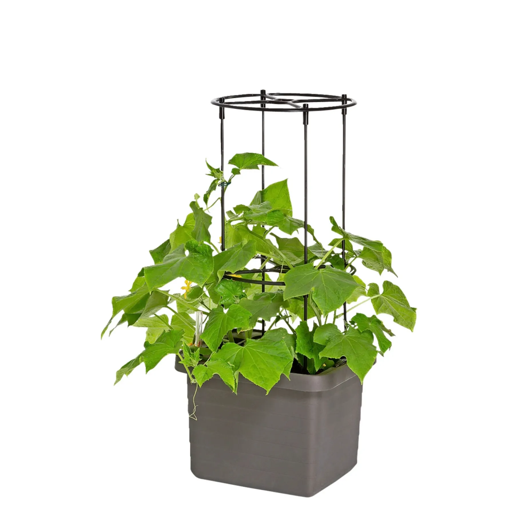 PINDSTRUP TIL SELVVANDENDE PLANTEKASSE ESPALIER SORT